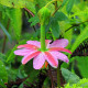 Mučenka banánová - Passiflora mollissima - semena mučenky - 5 ks