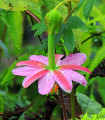 Bananska pasiflora – Passiflora mollissima – semena pasiflore – 5 kosov