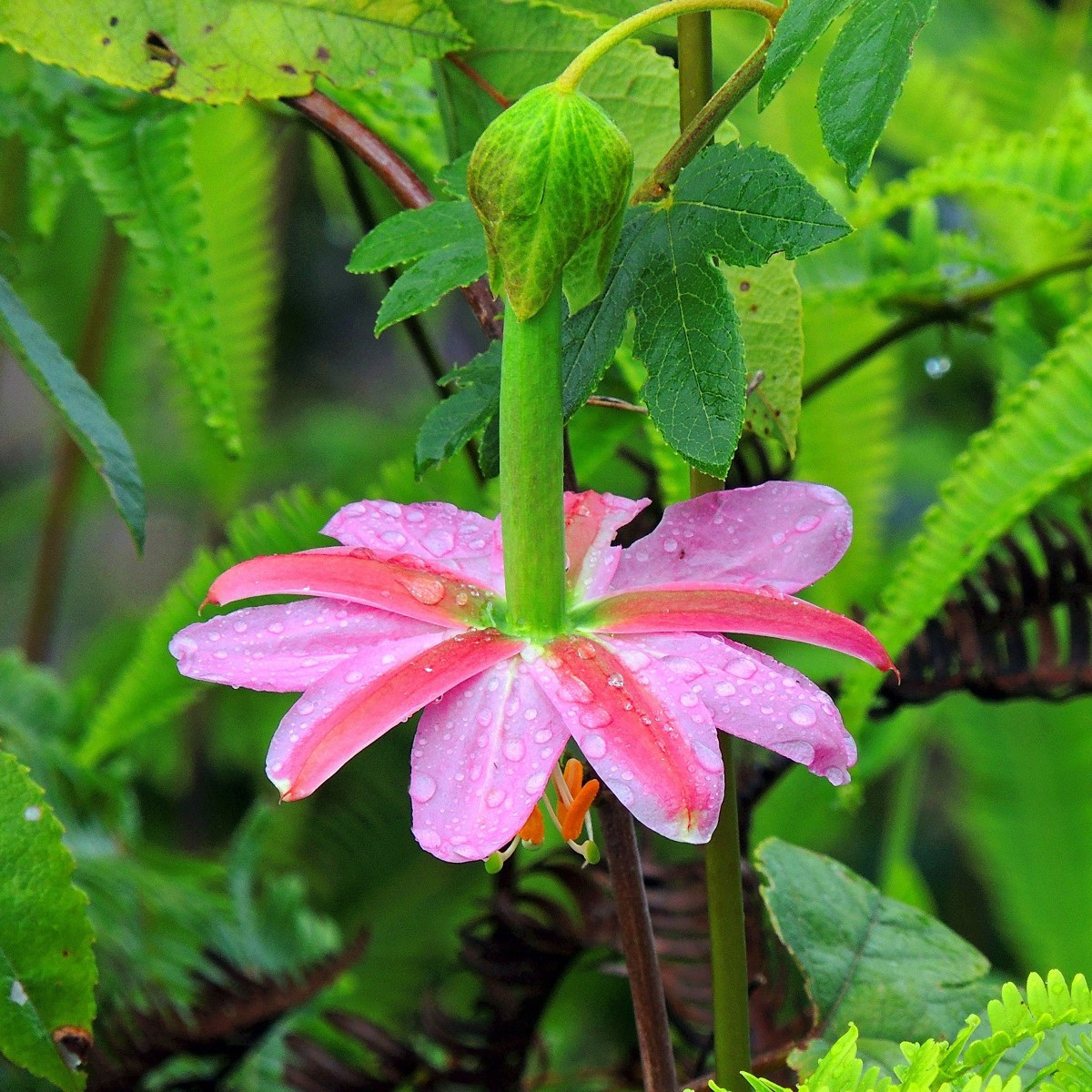 Mučenka banánová - Passiflora mollissima - semena mučenky - 5 ks