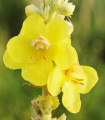 Divizija z velikimi cvetovi - Verbascum densiflorum - semena divizije - 300 kos