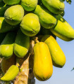 Papaja melonska - Carica papaya - semena papaje - 4 kos