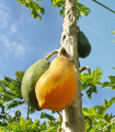 Papaja Mamba Nunba - Carica papaya - semena papaje - 4 kos