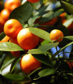 Drevesce pomaranče - Citrus mitis - semena pomaranče - 3 kos