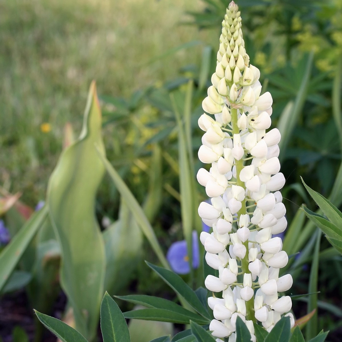 Lupina bílá - Vlčí bob - Lupinus albus - semena lupiny - 5 ks