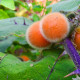 Chlupatý pomeranč - Solanum quitoense - semena pomeranče - 5 ks