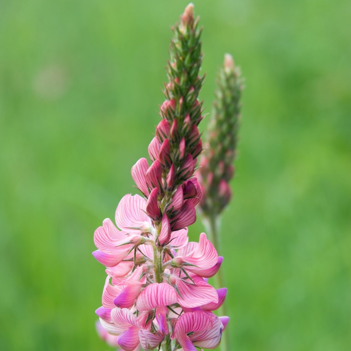 Vičenec ligrus - Onobrychis viciifolia - semena vičence - 50 ks