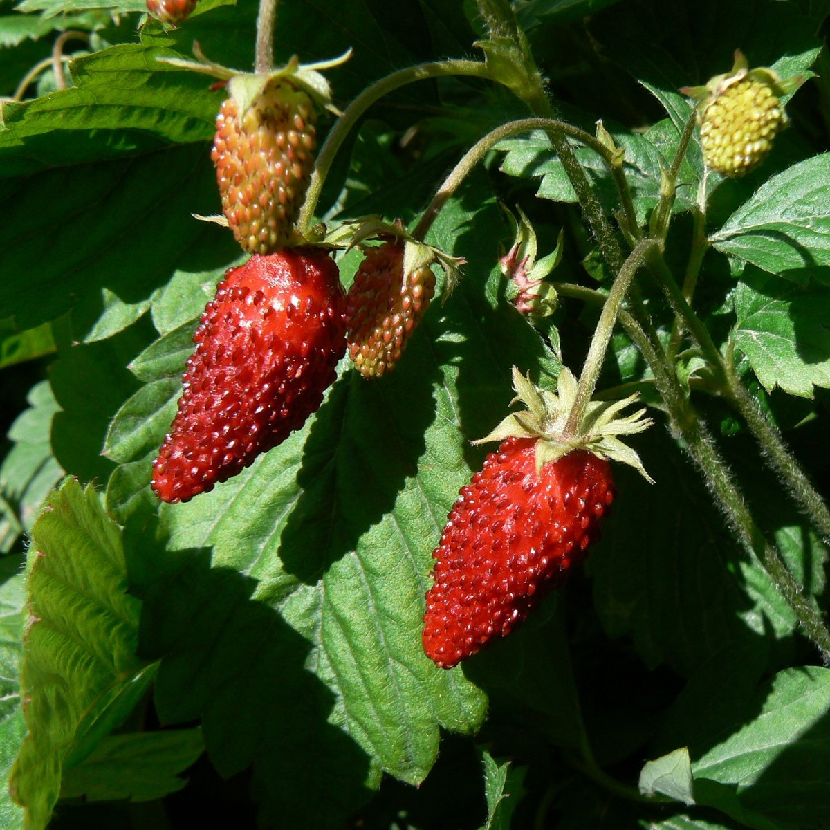 Jahodník Rujana - Fragaria vesca - semena jahodníku - 200 ks