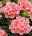 Pasasta pelargonija Jitka F1 – Pelargonium zonale – semena pelargonije – 6 kosov