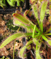Ogromna kapška rosnatka – Drosera capensis giant – semena rosnatke – 15 kosov – ponudba zaključena