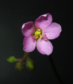Rosnatka nidiformis - Drosera nidiformis - semena rosnatke - 15 kosov
