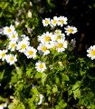 Navadna ivanjščica - Tanacetum parthenium - semena ivanjščice - 15 kosov