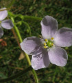 Indijska rosika - Drosera indica - semena rosike - 15 kosov