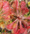 Rosika spathulata - Drosera spathulata - semena rosike - 15 kosov