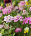Iberka okoličnata mešanica barv - Iberis umbellata - semena iberke - 100 kos
