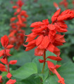 Sijajna salvija Johannisfeuer – Salvia splendens – semena salvije – 15 kosov