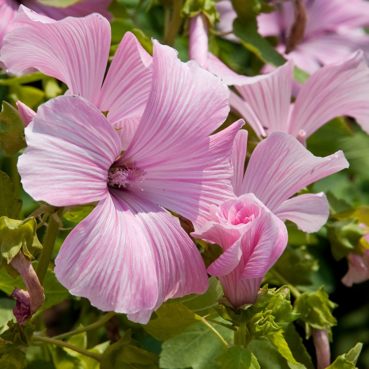 Sléz pižmový - Malva moschata - semena slézu - 50 ks