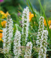 Šuškarda klasnata Floristan White - Liatris spicata - semena šuškardy - 20 kos