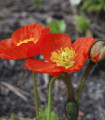 Gnome mak - Papaver nudicaule - makova semena - 50 kosov