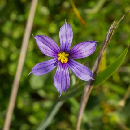 Badil úzkolistý - Sisyrinchium angustifolium - semena badilu - 10 ks