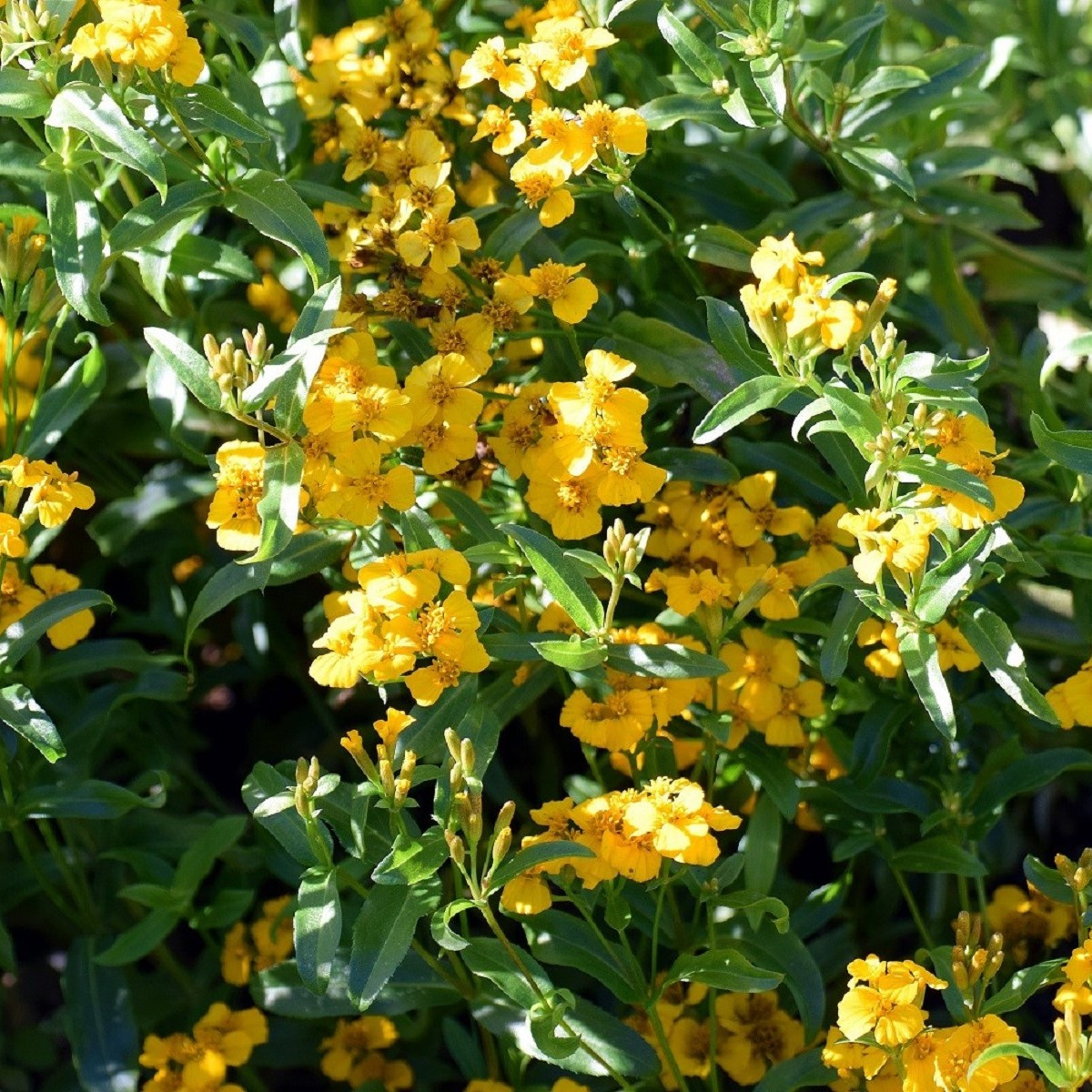 Aksamitník mexický - Tagetes lucida - semena aksamitníku - 0,2 g