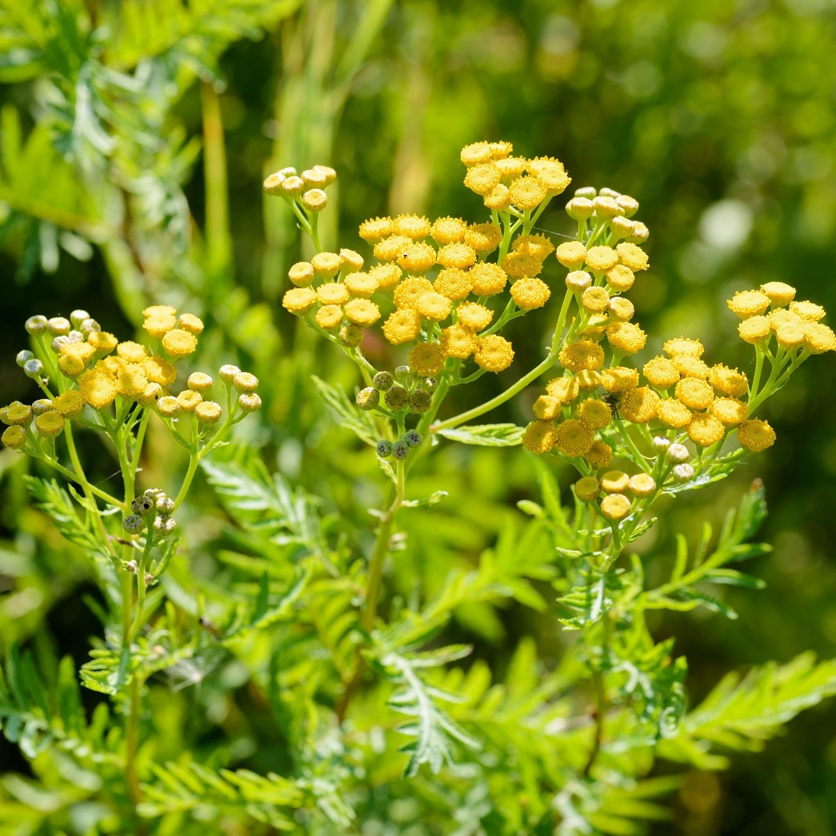 Kopretina vratič - Vratič obecný - Tanacetum vulgare - semena kopretiny - 0,4 g