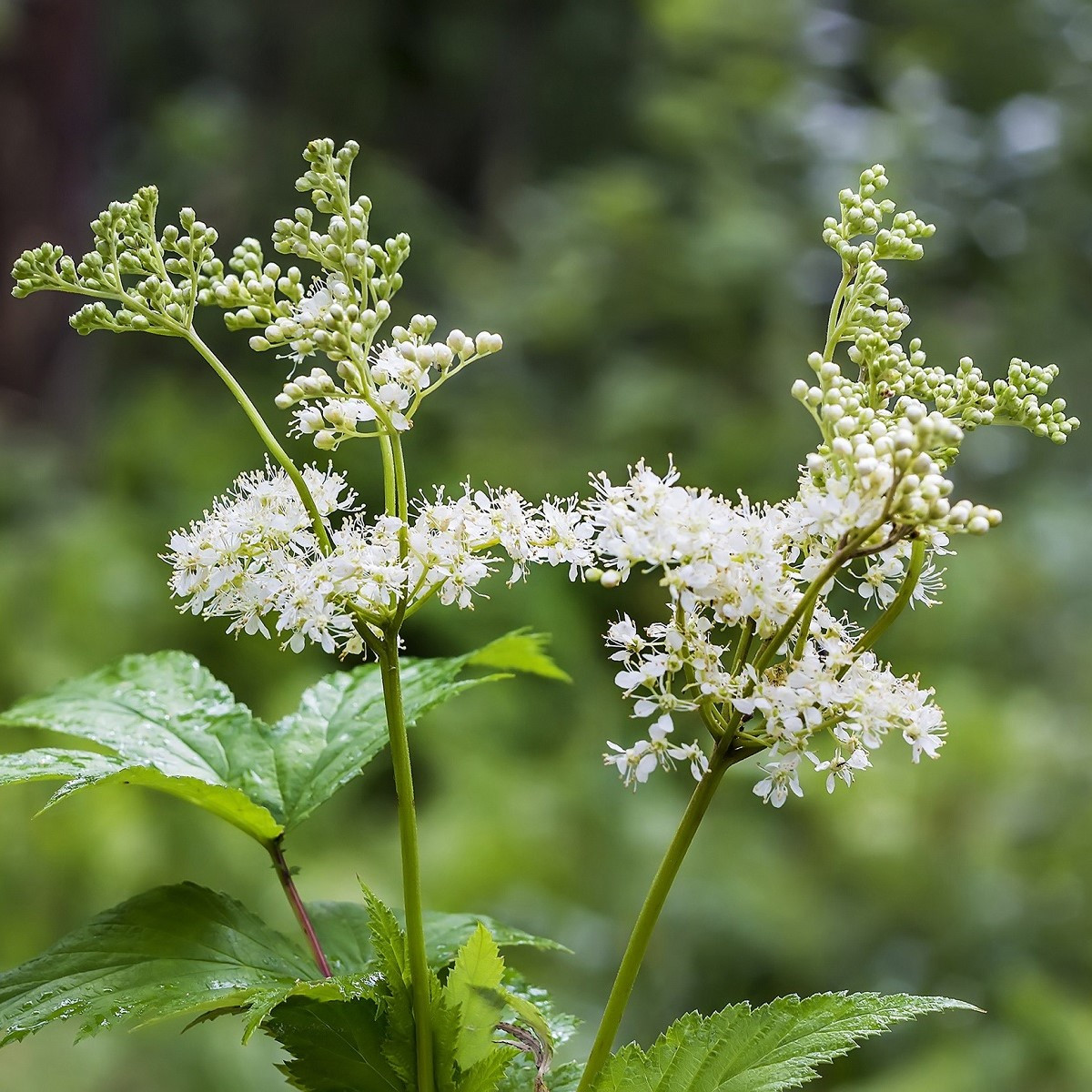 Tužebník jilmový - Filipendula ulmaria - semena tužebníku - 8 ks