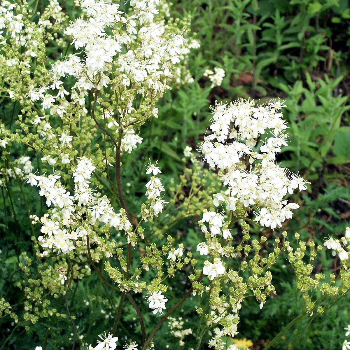 Tužebník obecný - Filipendula vulgaris - semena tužebníku - 0,3 g