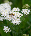 Beli rman - Achillea millefolium - semena rmana - 500 kos