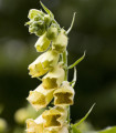 Rumena naprstnica - Digitalis lutea - semena naprstnice - 60 kos