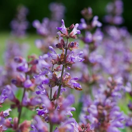 BIO Žajbelj zdravilni - Salvia officinalis - bio semena žajblja - 30 kos