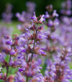 BIO Žajbelj zdravilni - Salvia officinalis - bio semena žajblja - 30 kos