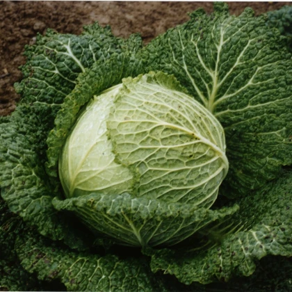 Kapusta hlávková Verita F1 - Brassica oleracea var. sabauda - semena kapusty - 110 ks