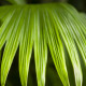 Palma - Carludovica palmata - semena palme - 10 kosi