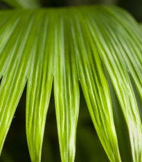 Palma - Carludovica palmata - semena palme - 10 kosi