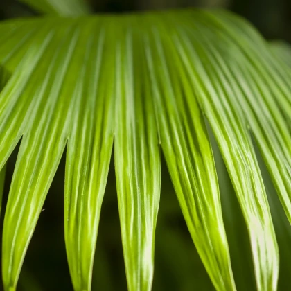 Palma - Carludovica palmata - semena palme - 10 kosi