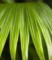 Palma - Carludovica palmata - semena palme - 10 kosi