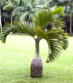 Palma stekleničasta - Hyophorbe lagenicaulis - semena palme - 3 kos