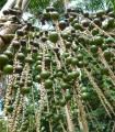 Palma Acai - Euterpe oleracea - semena palme - 4 kosi