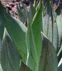 Agava marmorata - Agave marmorata - semena agave - 20 kosov