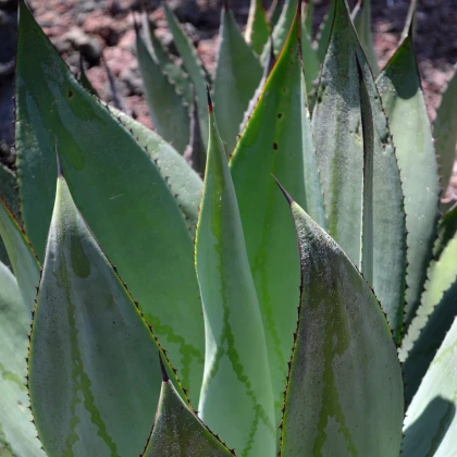 Agava marmorata - Agave marmorata - semena agave - 20 kosov