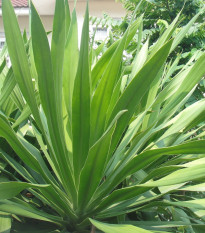 Agáve bulliana - Agave bulliana - semena agáve - 9 ks