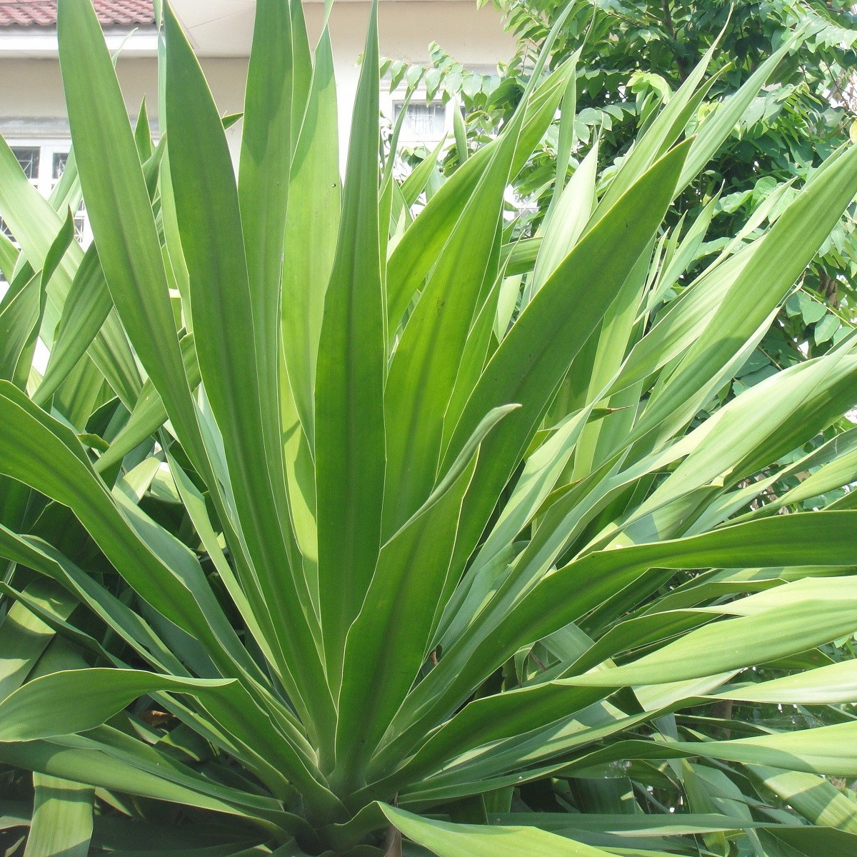 Agáve bulliana - Agave bulliana - semena agáve - 9 ks