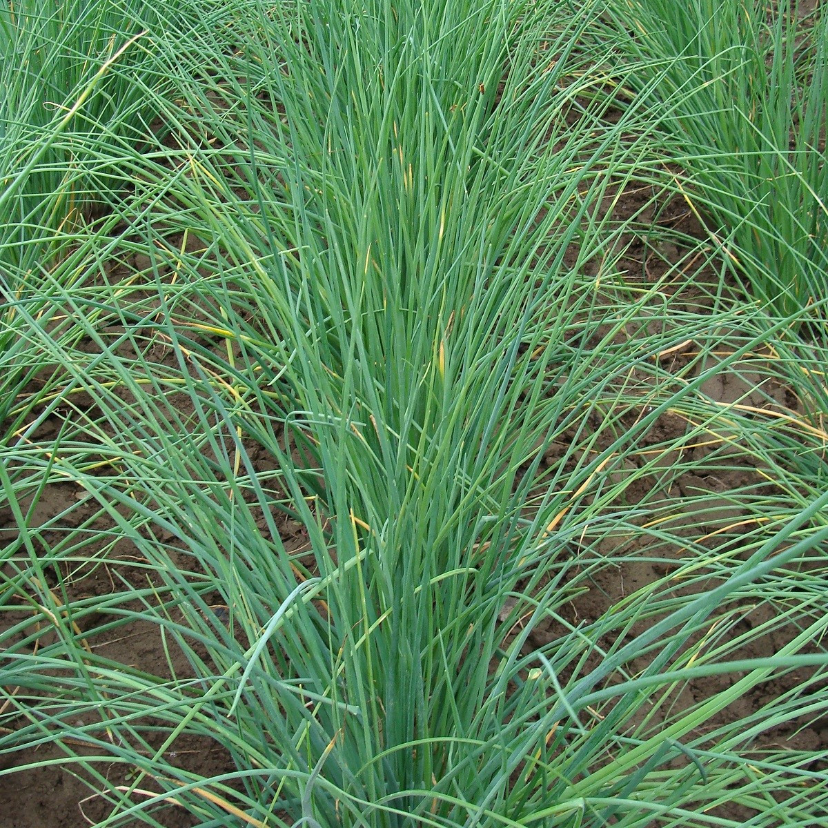 Pažitka Bohemia - Allium schoenoprasu - semena pažitky - 400 ks