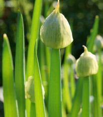 Cibule sečka Welsh - Allium fistulosum L. - semena cibule - 400 ks