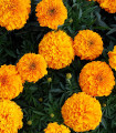 Aksamitnik pokončni Sunset - Tagetes erecta - semena aksamitnika - 0,3 g