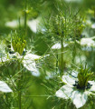 Bela damaščanska črnika - Nigella damascena - semena črnike - 150 kos