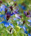 Črni kumen modri - Nigella damascena - semena črnega kumina - 200 kos