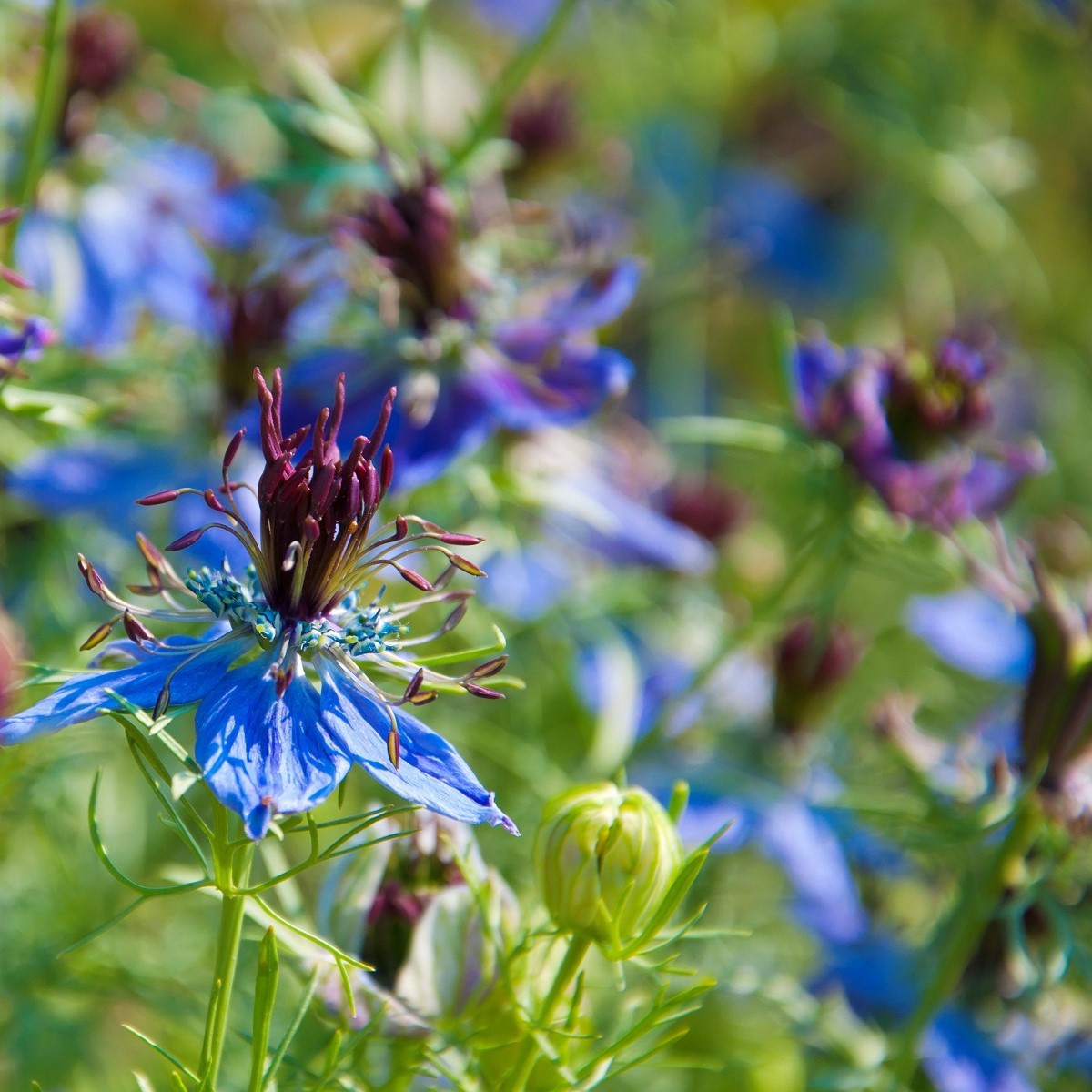 Černucha damašská modrá - Nigella damascena - semena černuchy - 200 ks