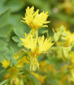 Potujoča kapucinka – Tropaeolum peregrinum – semena kapucinke – 15 kosov