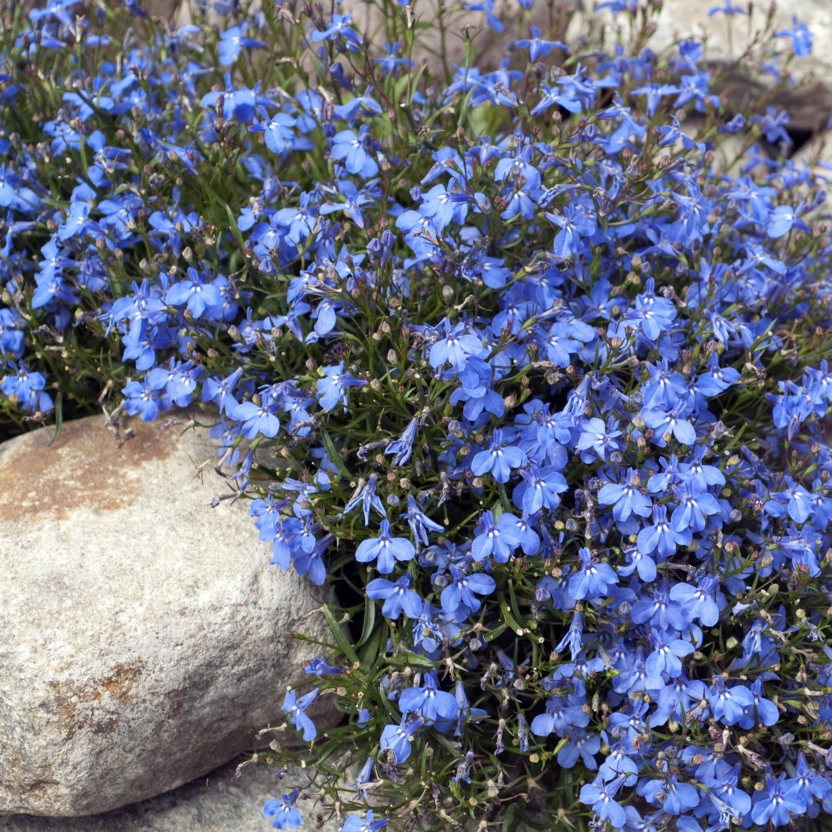 Lobelka drobná Kaiser - Lobelia erinus compacta - semena lobelky - 1000 ks